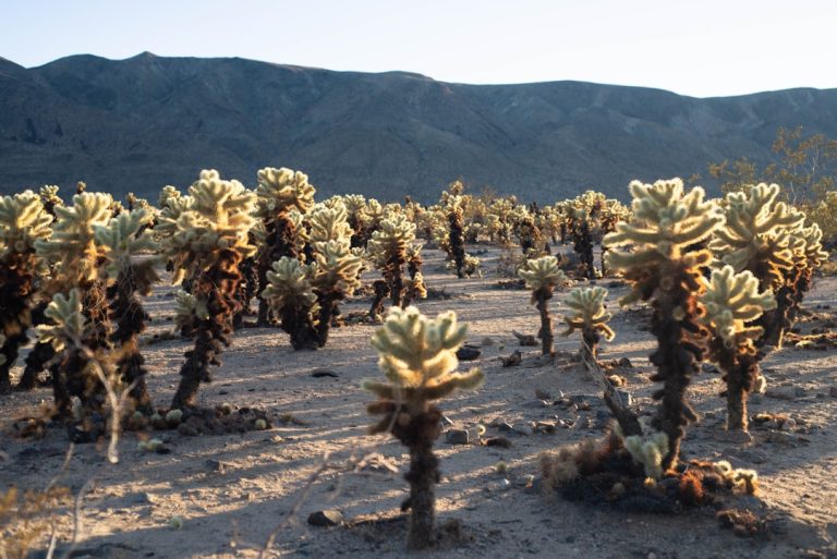 Exploring the Great Outdoors: Budget-Friendly Adventures Await